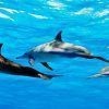 Avistamiento de cetaceos